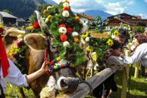 Die Kühe kommen von ihrer Sommerresidenz zurück ins Tal (Symbolbild). • © alpintreff.de - HJ - Christian Schön