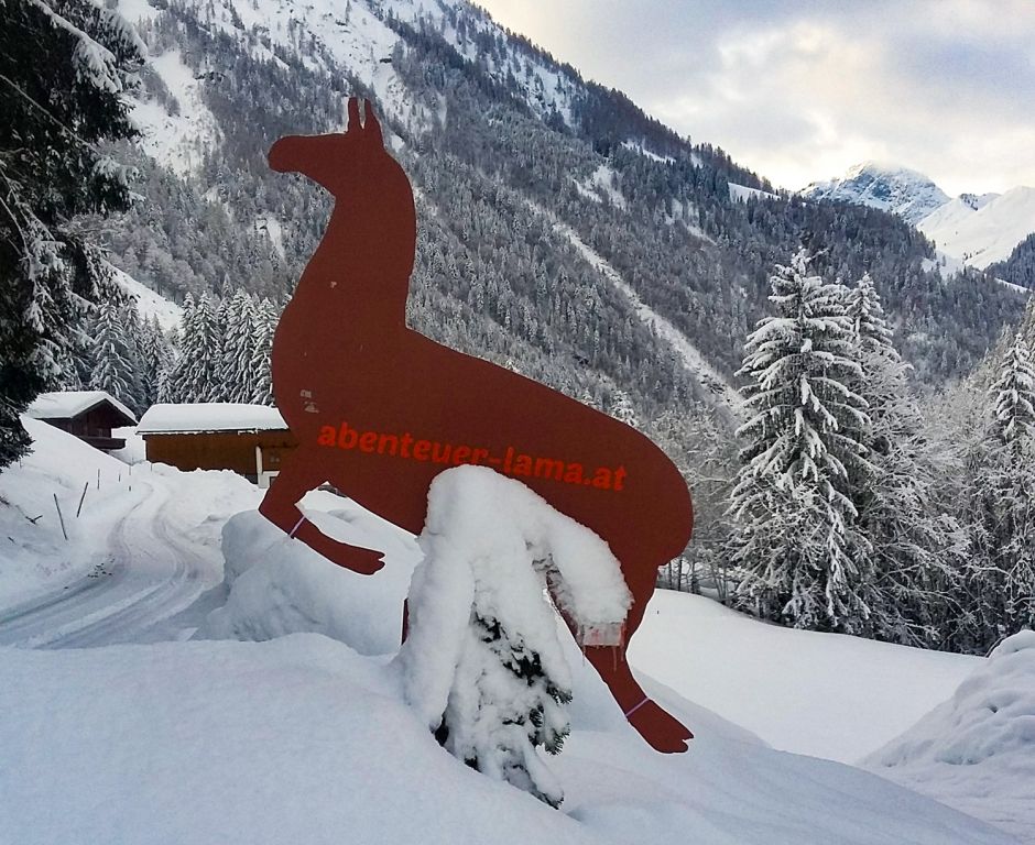 Abenteuer Lama - Es gibt verschiedene, auch mehrstündige Touren bei Barbara Steinacher zu buchen. - © Barbara Steinacher