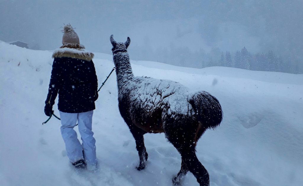 Wetter? Egal. - Die Lamas sind vor Schnee und Wind durch ihr dichtes Fell gut geschützt. Und Du musst halt Winterklamotten anziehen. :-)  - © Barbara Steinacher