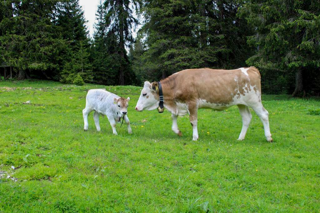 Tillfussalm - Wildermieming - Glückliche Kühe wohnen auch auf der Tillfussalm. - © Tillfussalm