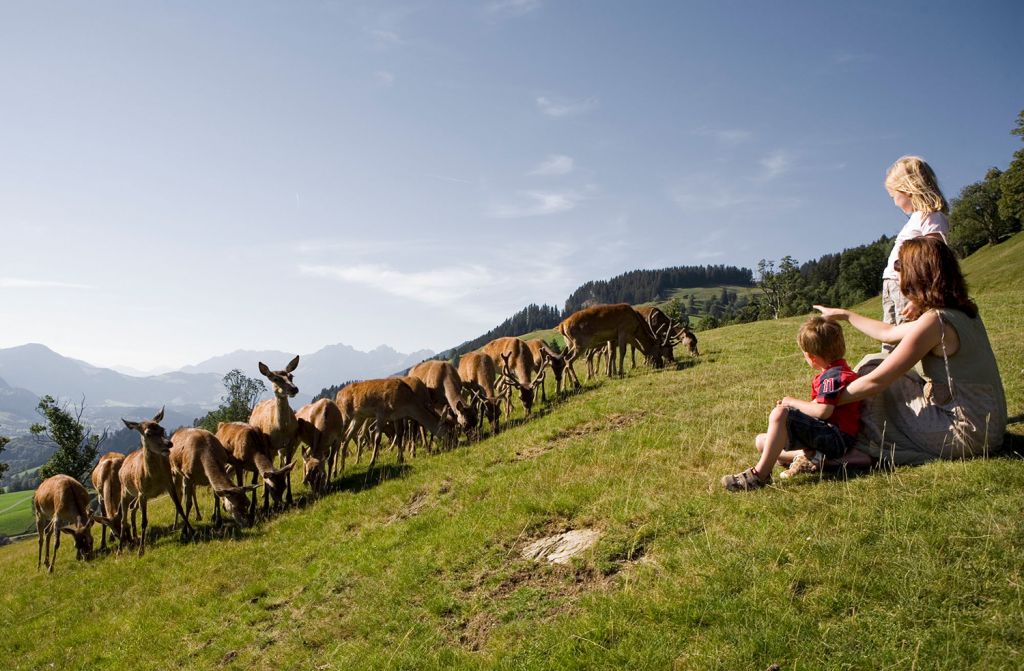 Tolle Aussichten - Auf einer Höhe von 1.000 Metern liegt der Wildpark in Aurach bei Kitzbühel.  - © TVB, Joe Hölzl