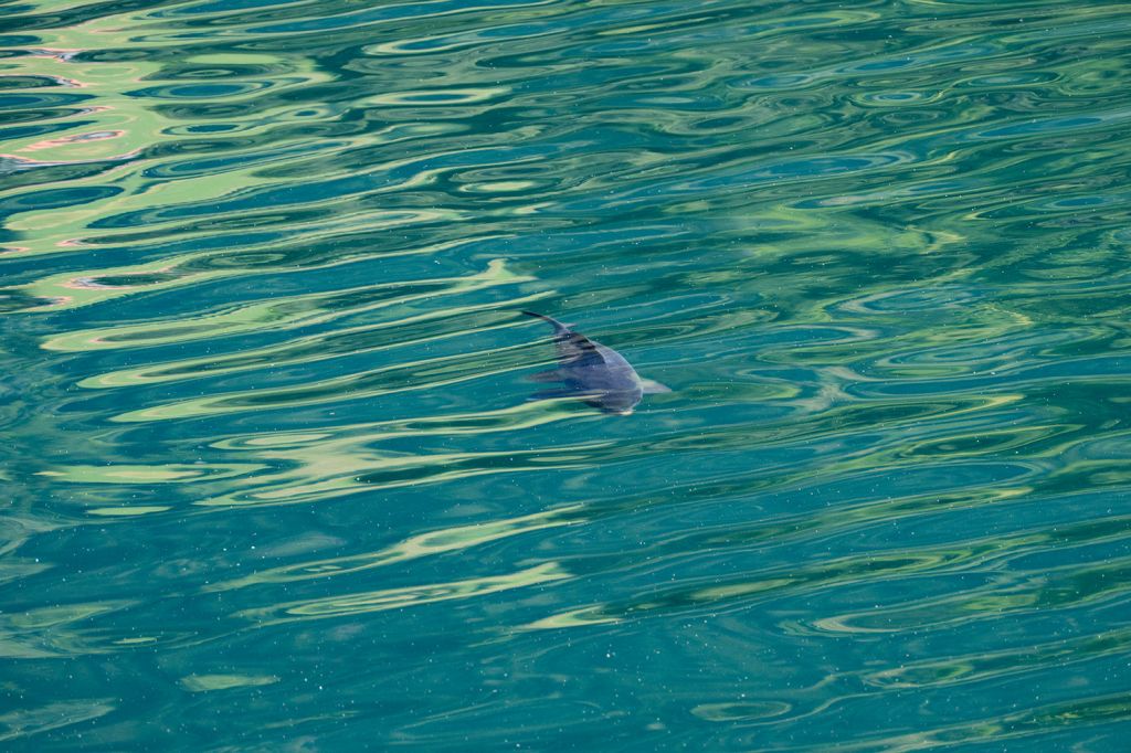 Der Brennsee in Kärnten - Bei Anglern extrem beliebt. Hier ist der Grund. Allerdings haben wir keine Ahnung vom Angeln und in so fern müssen wir das Tier leider schlicht "Fisch" nennen. - © alpintreff.de / christian Schön