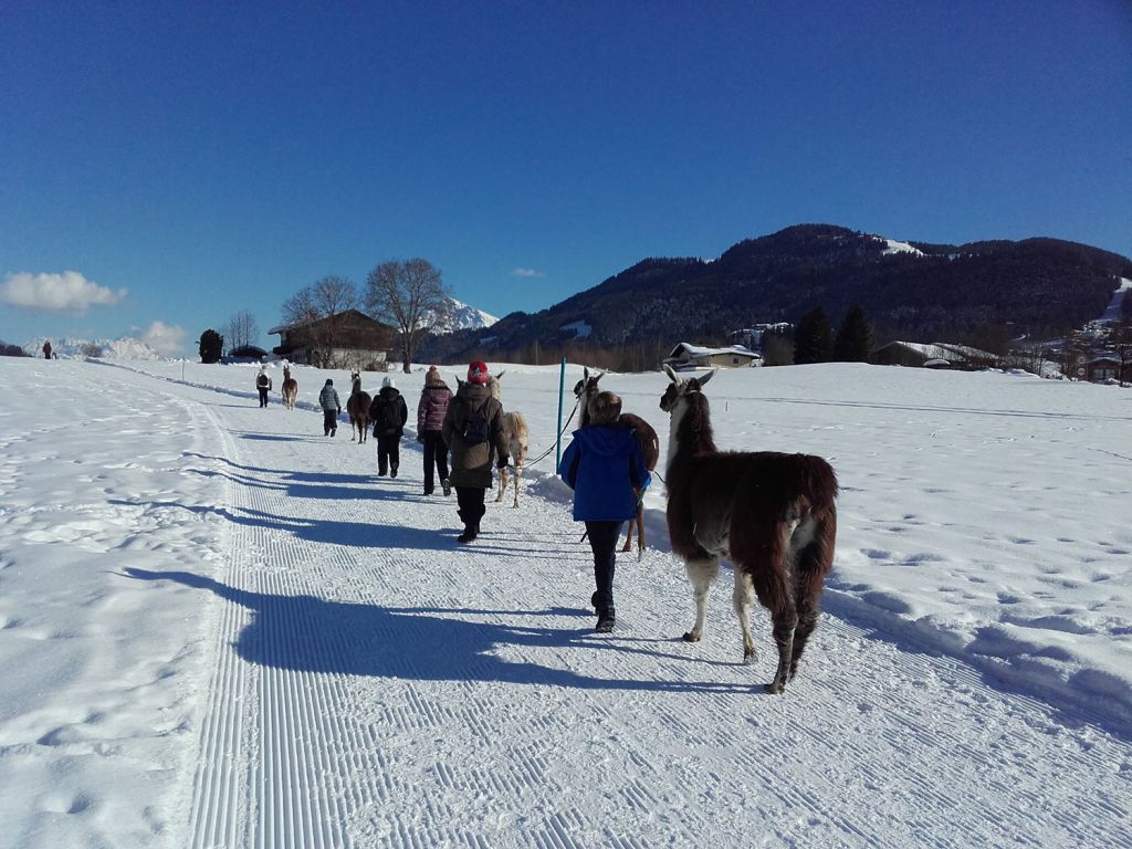 Lama-Trekking - Ellmau - Kostenlos dazu gibt es eine wunderbare Aussicht. - © Koglhof Lama-Trekking