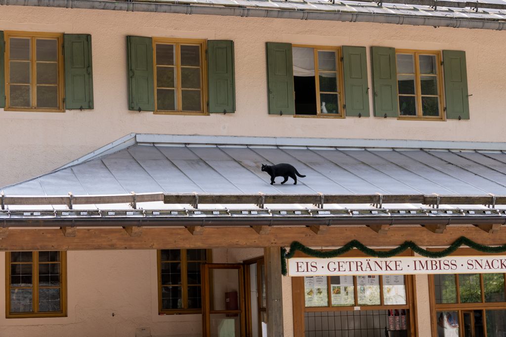 Schloss Linderhof - Die Katze auf einem Vordach vom Schlosshotel Linderhof zeigt sich von dem ganzen Troubel ohnehin recht unbeeindruckt. - © alpintreff.de / christian Schön