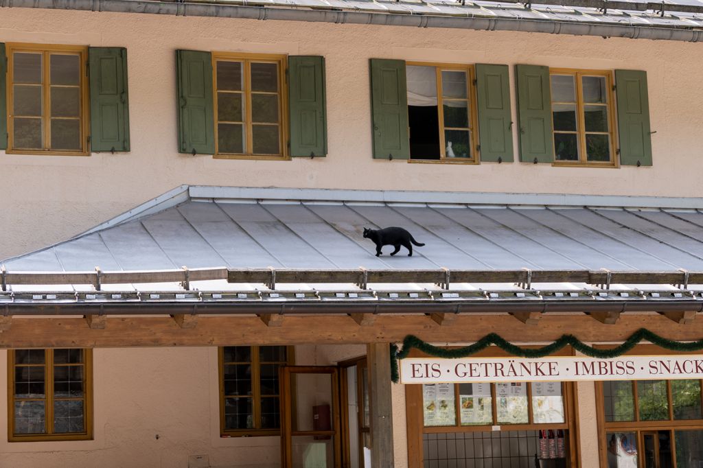 Schloss Linderhof - Die Katze auf einem Vordach vom Schlosshotel Linderhof zeigt sich von dem ganzen Troubel ohnehin recht unbeeindruckt. - © alpintreff.de / christian Schön Schloss Linderhof - Die Katze auf einem Vordach vom Schlosshotel Linderhof zeigt sich von dem ganzen Troubel ohnehin recht unbeeindruckt. - © alpintreff.de / christian Schön