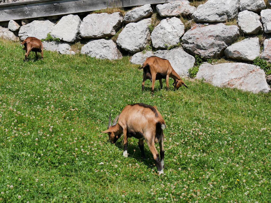 Ziegen, Ziegen - Immer gerne genommen: Ein paar Ziegen an der Bergstation. - © alpintreff.de / christian schön