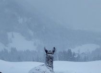 Lamas gelten als ruhige und sehr freundliche Tiere. Auf so gut wie alle Mitwanderer strahlt das positiv aus, Kinder genießen den Kontakt zu den flauschigen und sensiblen Gesellen.  • © Barbara Steinacher