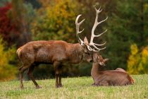 Beobachten - Nicht selten kannst Du viele Wildarten (Rot-, Dam-, Stein- und Muffelwild) beobachten, auch Luchse und Yaks wohnen im Wildpark.  • © Jozef de Fraine