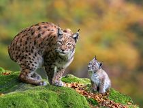 Nachwuchs - Faszinieren ist auch, vor allem für Kinder, den Nachwuchs des Wildparks zu sehen. • © Jozef de Fraine