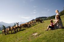 Auf einer Höhe von 1.000 Metern liegt der Wildpark in Aurach bei Kitzbühel.  • © TVB, Joe Hölzl