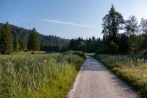 Der Weg entfernt sich dann ein wenig vom See und führt nach rechts in den Wald hinein. Eine abwechslungsreiche Runde. • © alpintreff.de / christian Schön