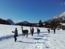 Lama-Trekking - Ellmau - Auch im Winter freuen sich Lamas und Gäste über gemeinsame Ausflüge. • © Koglhof Lama-Trekking