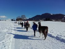 Kostenlos dazu gibt es eine wunderbare Aussicht. • © Koglhof Lama-Trekking