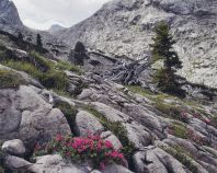 Nationalpark Berchtesgaden - Artenreichtum und Vielfalt sind prägend für die Region des Nationalparks - hier im Steinernen Meer. • © Nationalpark Berchtesgaden