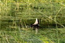 Hier hatten eigentlich nur noch die Enten ein wenig Badespaß. • © alpintreff.de / christian Schön