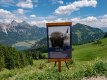 Auf dem Neunerköpfle gibt es einen Themenweg rund um Almbewohner. Für Jung und Alt ist hier Lehrreiches dabei. • © alpintreff.de / christian schön