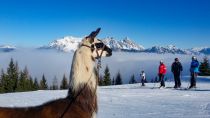 Lamas sind einzigartige Wanderpartner. • © Barbara Steinacher