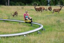 Ruhige Zuschauer an der Sommerrodelbahn in Assling. • © TVB Osttirol, Fun Alpin Osttirol Sommerrodelbahn GmbH