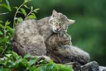 Ganz unterschiedliche Tiere leben im Wildpark in Assling. • © TVB Osttirol, Fun Alpin Osttirol Sommerrodelbahn GmbH