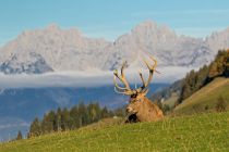 Wildtiere beobachten und das ist so einer Lage mit spektakulärem Blick über die Kitzbühler Alpen - das geht im Wildpark Aurach bei Kitzbühel. • © Jozef de Fraine