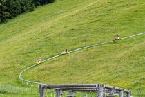 Unterwegs auf der Sommerrodelbahn in Abtenau. • © alpintreff.de - Christian Schön