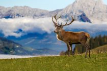 Der Wildpark Aurach feiert 2022 sein 50-jähriges Jubiläum. • © Wildpark Tirol, Jozef de Fraine