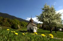 Blühende Blumenwiesen in Breitenbach am Inn.  • © ©Alpbachtal Tourismus / Berger Bernhard