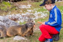 Am Start- und Zielpunkt des Naturerlebnisweges -der Bachlalm- gibt es einige wenig scheue Murmeltiere. • © Filzmoos Tourismus, Coen Weesjes