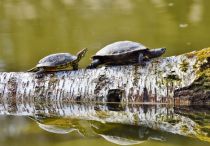 Schildkröten kannst Du im Reptilienzoo Happ bestaunen (Symbolbild). • © Capri23auto auf pixabay.com