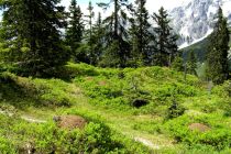 Der Ameisenweg in Mühlbach am Hochkönig liegt wunderschön und bietet eine beeindruckende Aussicht.  • © Hochkönig Tourismus GmbH