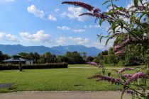 Der Flieder blüht im KulturPark in Murnau am Staffelsee. • © Tourist Information Murnau am Staffelsee, Carolina Hopen