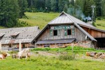 Die Kühe liefern die Milch für die Schaukäserei der Tressdorfer Alm.  • © alpintreff.de - Christian Schön