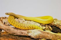 Außergewöhnliche Schlangen wohnen natürlich auch im Reptilienzoo in Scheidegg - wie diese giftige Taipan. • © Reptilienzoo Scheidegg