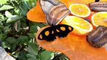 Schmetterlinge in voller Pracht erleben - das ist ein Highlight in Pfronten. • © Schmetterling Erlebniswelt Pfronten