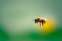 Auf dem Bienenlehrpfad in Göriach stehen die Bienen im Mittelpunkt des Interesses (Symbolfoto). • © mariananbu auf pixabay.com (4913122)