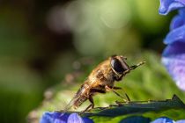 Bienen stehen im Mittelpunkt auf dem Bienenlehrpfad (Symbolfoto). • © Myriams-Fotos auf pixabay.com (4415780)