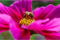 Bienen stehen im Mittelpunkt auf dem Bienenlehrpfad (Symbolfoto). • © Kathas_Fotos auf pixabay.com (5582938)