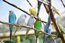 Zahlreiche Vogelarten und auch andere Tiere kannst Du im Vogelpark am Turnersee erleben (Symbolfoto). • © Birlok auf pixabay.com (4235892)