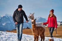 Wandern mit den Alpakas vom "Holzmichl" - ein echtes Erlebnis im Großen Walsertal. • © Holzmichl´s Alpakas Michael Müller, Benjamin Salizzoni