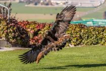 Die Flugschauen im Greifvogelpark Landskron sind äußerst spannend anzusehen. • © Michael Kleinsasser auf pixabay.com