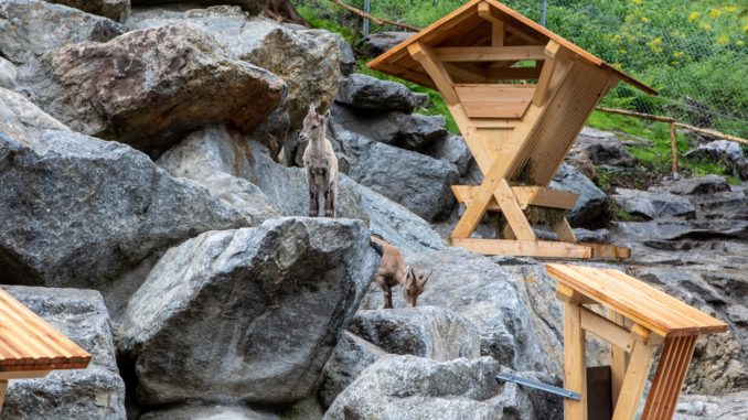 Sieben Steinböcke haben ihr neues Zuhause – ein 2.500 Quadratmeter großes Gehege – bereits bezogen. | // © Land Tirol/Florian Lechner