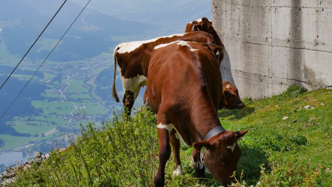 Kühe erschrecken geht gar nicht!