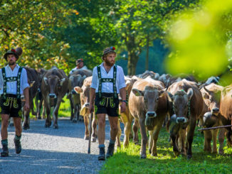 Almabtrieb am 11. September 2020 in Oberstdorf. // Foto: Dominik Ultes