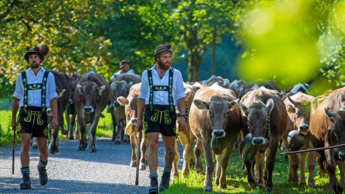 Almabtrieb am 11. September 2020 in Oberstdorf. // Foto: Dominik Ultes