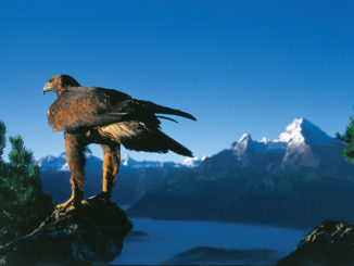 Mit etwas Geduld ist es möglich, einen beeindruckenden Steinadler zu beobachten. // Foto: Berchtesgadener Land Tourismus