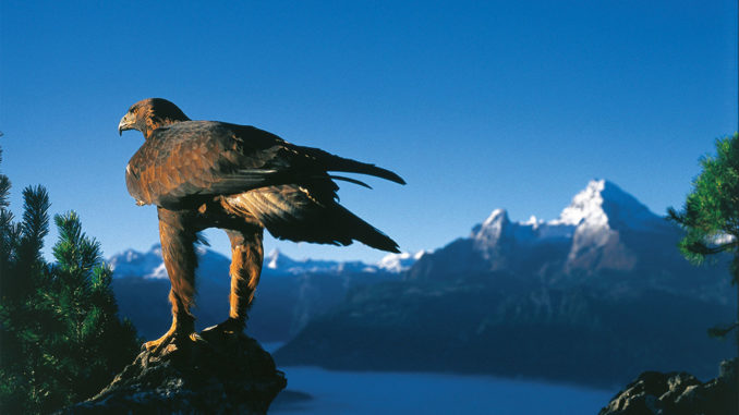 Mit etwas Geduld ist es möglich, einen beeindruckenden Steinadler zu beobachten. // Foto: Berchtesgadener Land Tourismus