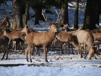 Tierliebhaber können die wilde Hirschpopulation am Bannwaldsee nahe Füssen im Allgäu aus nächster Nähe beobachten. // Foto: Füssen Tourismus und Marketing, Ines Dehner