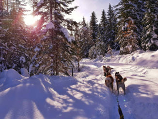 Mit Huskys auf Tour gehen: ein ganz besonderes Abenteuer in St. Anton am Arlbert. // Foto: Wild Paws Adventures