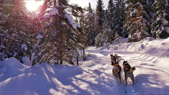 Mit Huskys auf Tour gehen: ein ganz besonderes Abenteuer in St. Anton am Arlbert. // Foto: Wild Paws Adventures