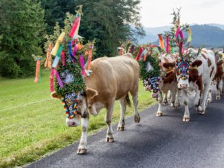 Ob in 2022 die Almabtriebe im Allgäu mit Zuschauern stattfinden werden? (Symbolbild) // Foto: pixabay.com (2105543)